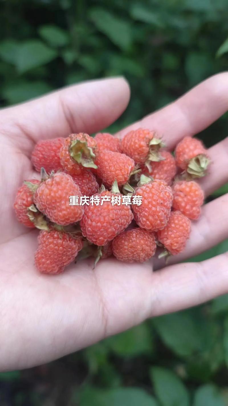 北方朋友看过来！这些南方土特产，产量虽低却甜到心坎里